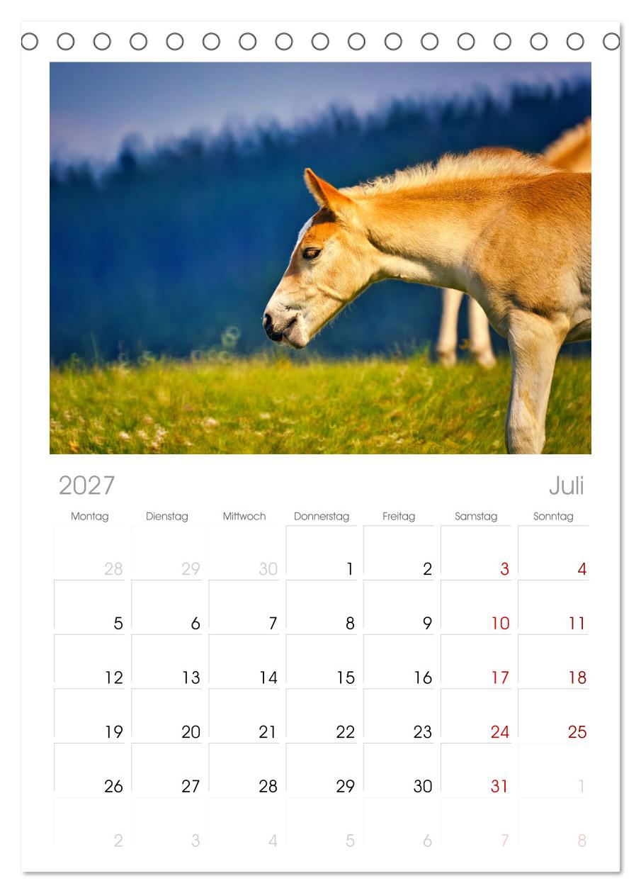 Die besonderen Haflinger-Pferde