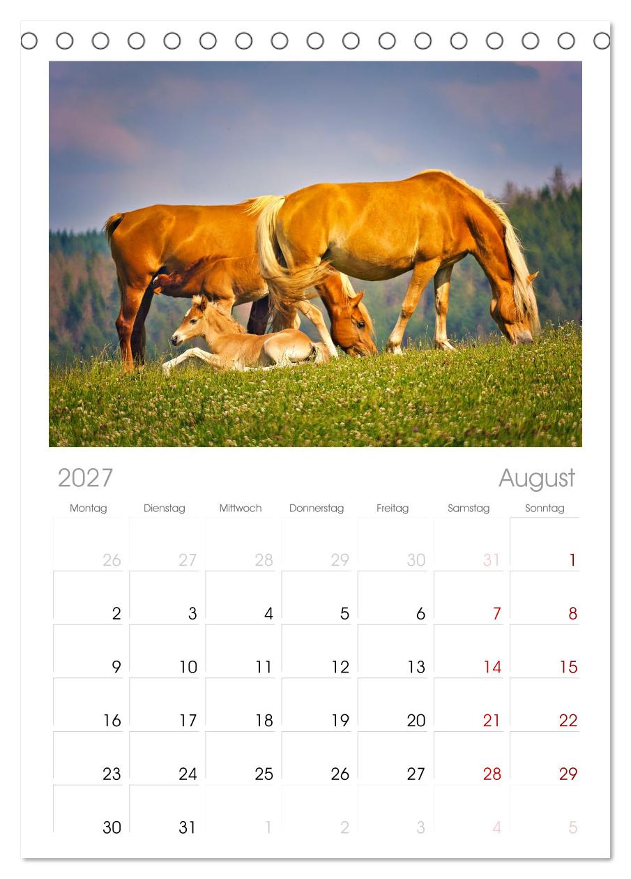 Die besonderen Haflinger-Pferde