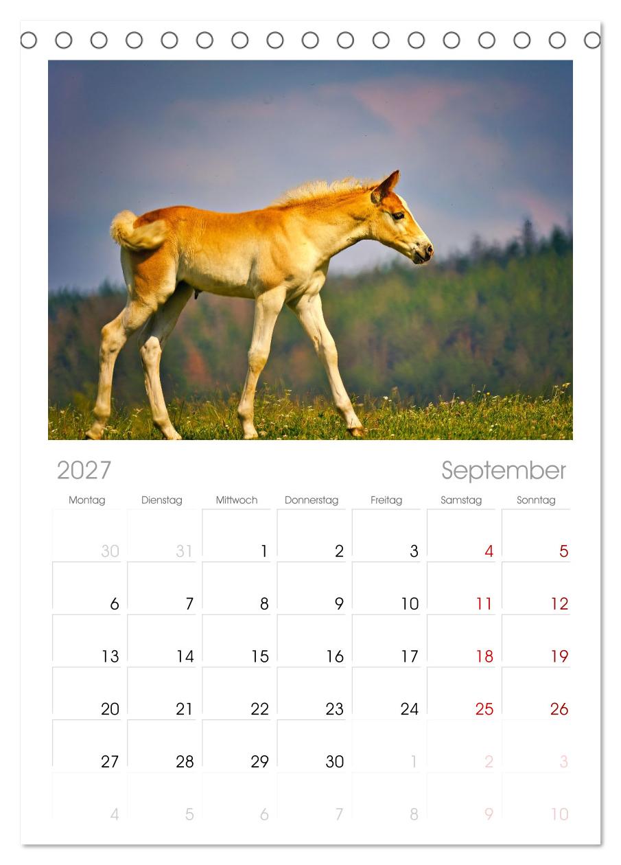 Die besonderen Haflinger-Pferde