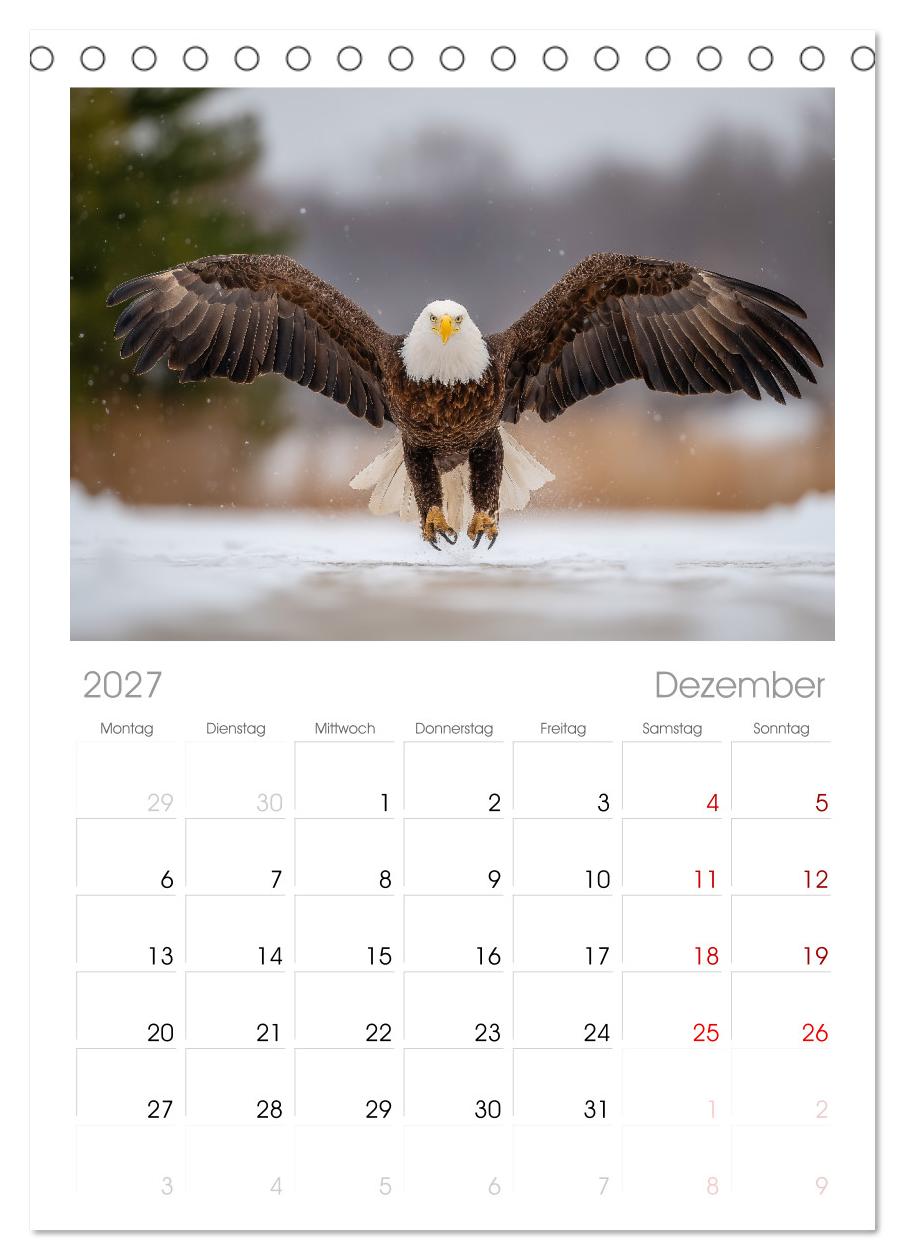 Majestätische Weißkopfseeadler - Der König der Lüfte