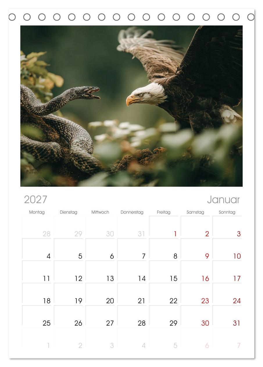 Majestätische Weißkopfseeadler - Der König der Lüfte