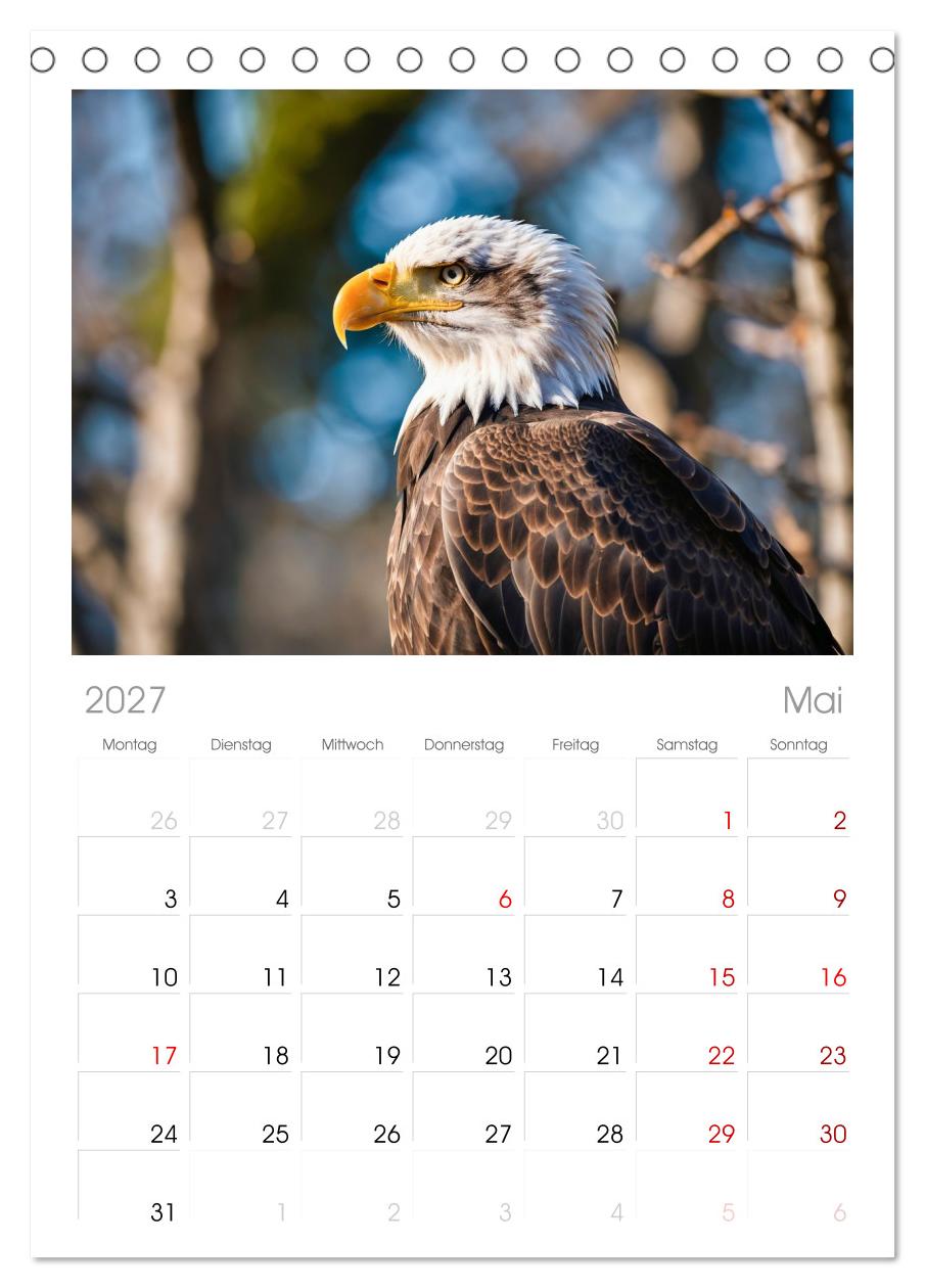 Majestätische Weißkopfseeadler - Der König der Lüfte