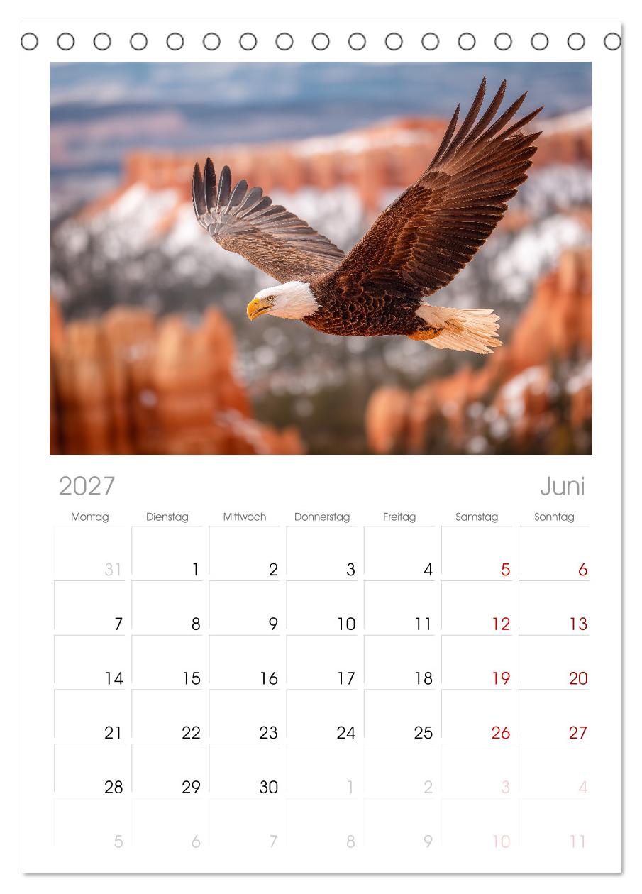 Majestätische Weißkopfseeadler - Der König der Lüfte