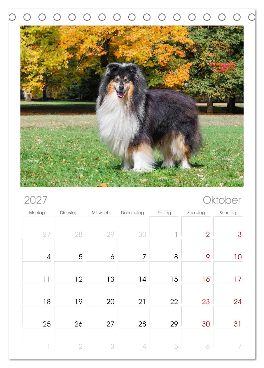 Traumhund Collie - Mein bester Freund