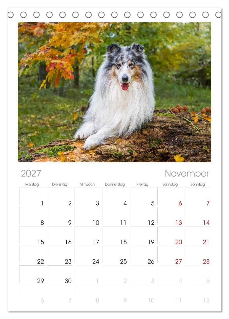 Traumhund Collie - Mein bester Freund