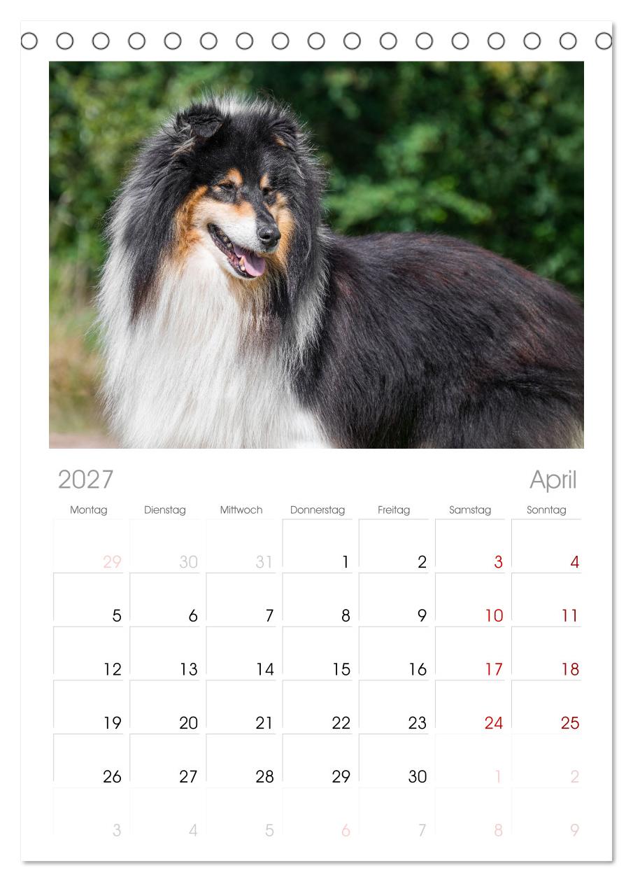 Traumhund Collie - Mein bester Freund