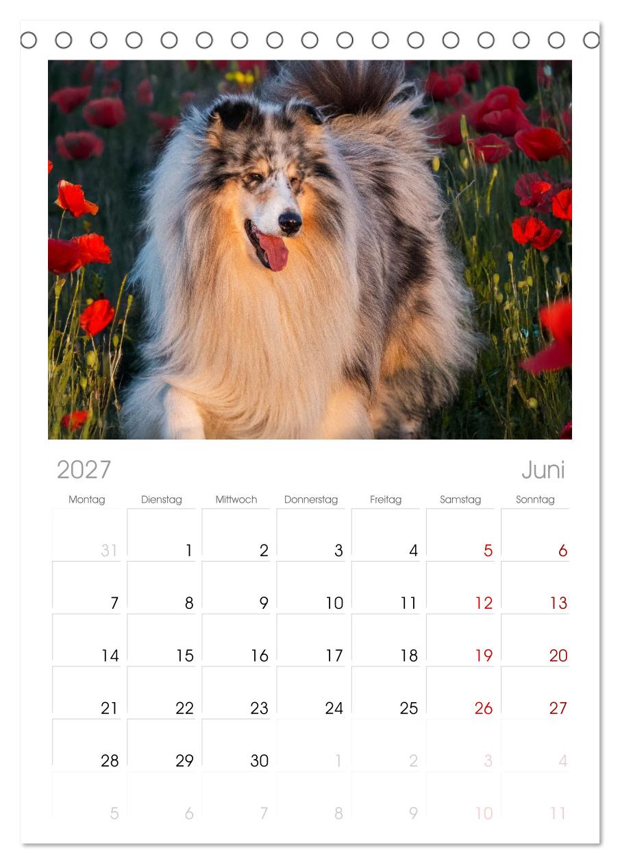 Traumhund Collie - Mein bester Freund