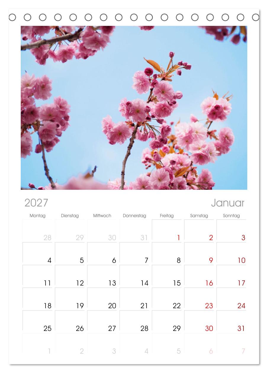 Japans wundervolle Kirschblüte