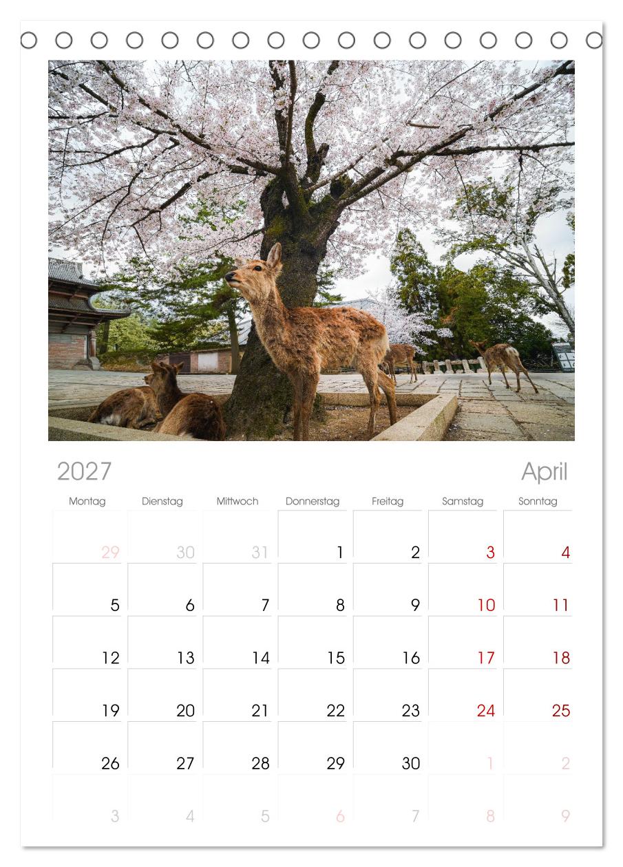 Japans wundervolle Kirschblüte
