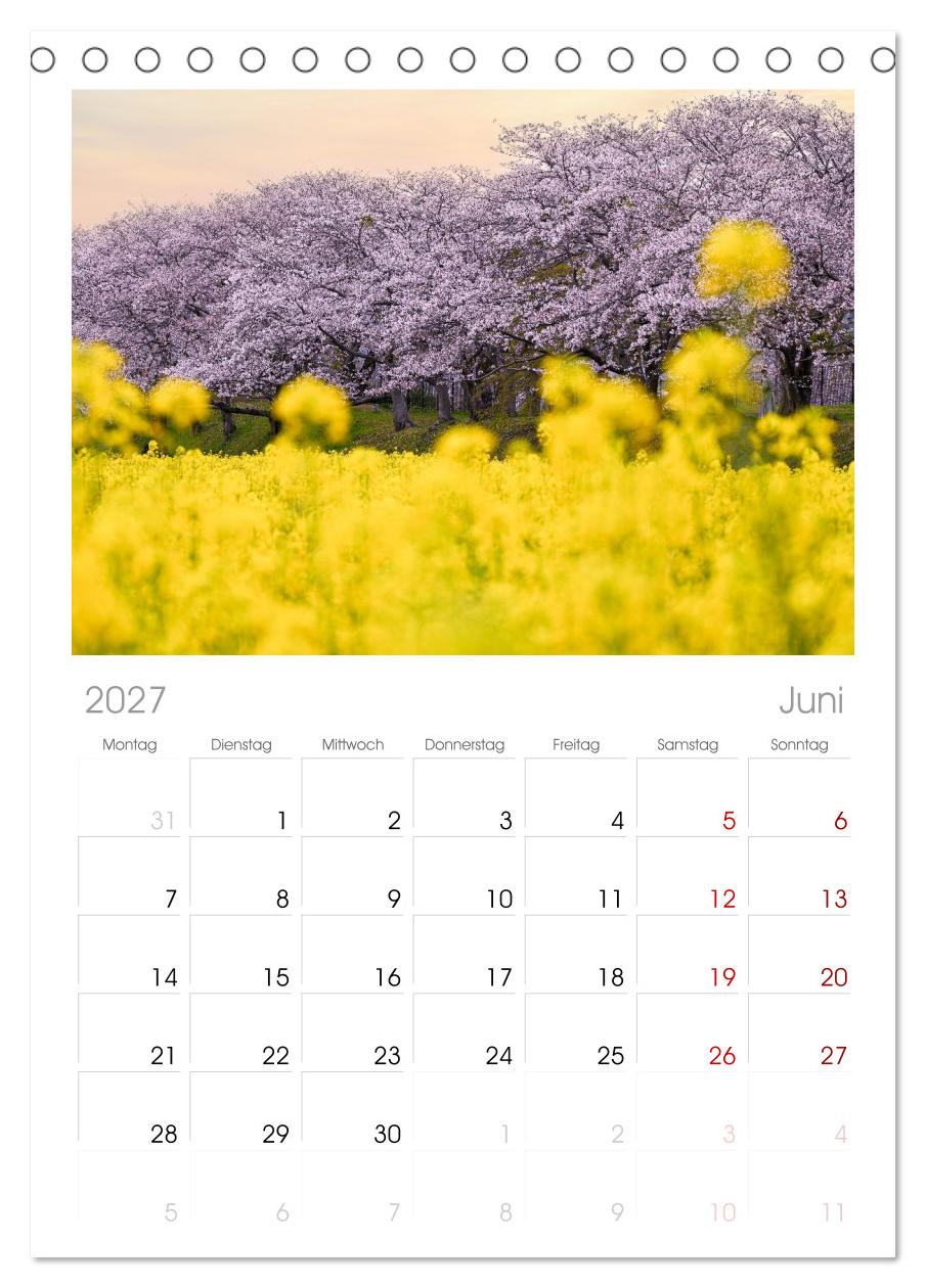 Japans wundervolle Kirschblüte