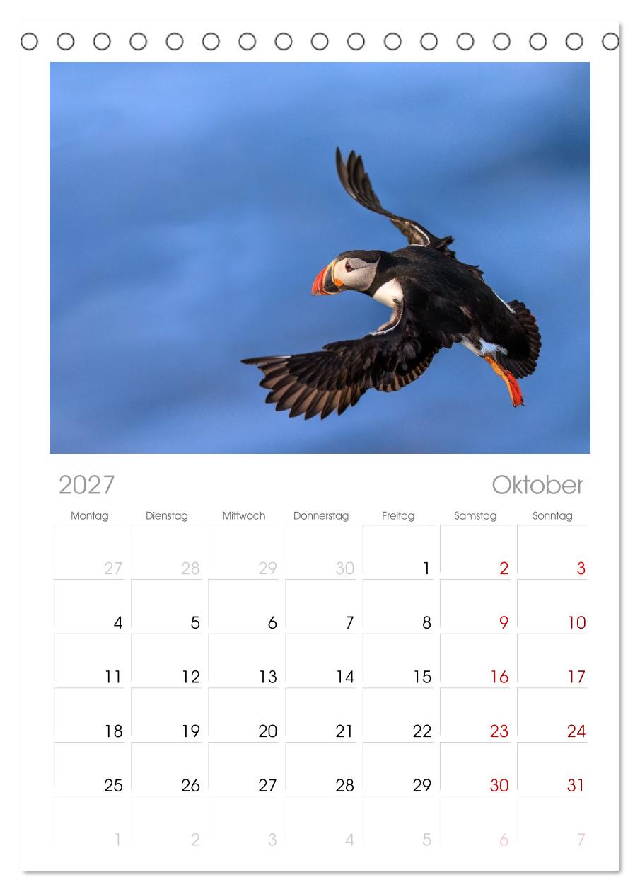 Puffins - Papageientaucher auf Island