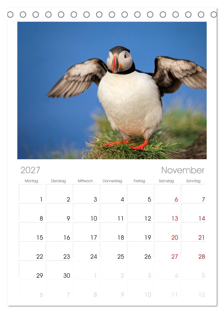Puffins - Papageientaucher auf Island
