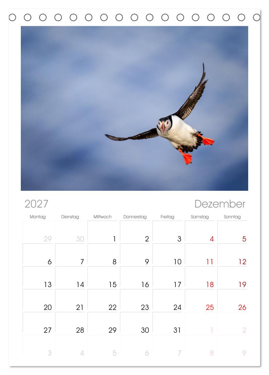 Puffins - Papageientaucher auf Island