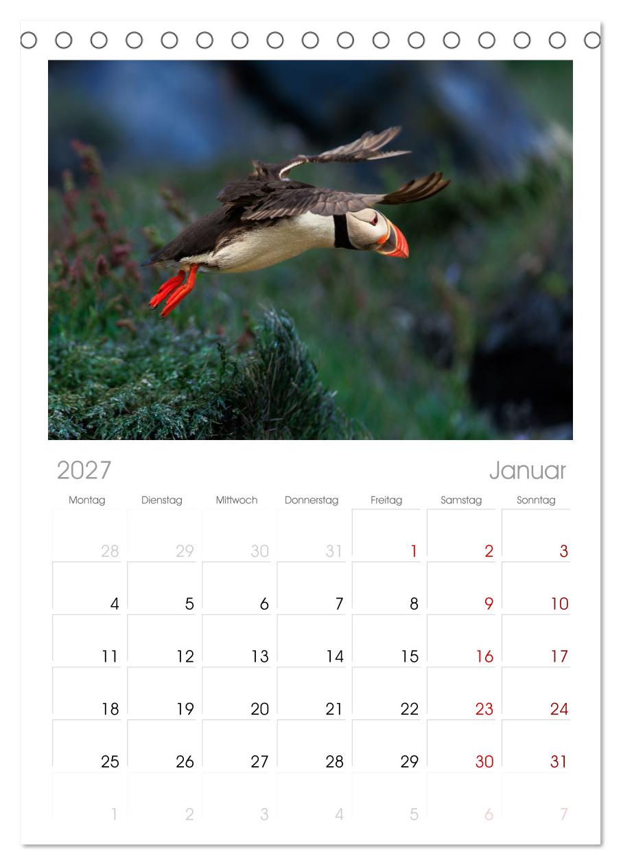 Puffins - Papageientaucher auf Island