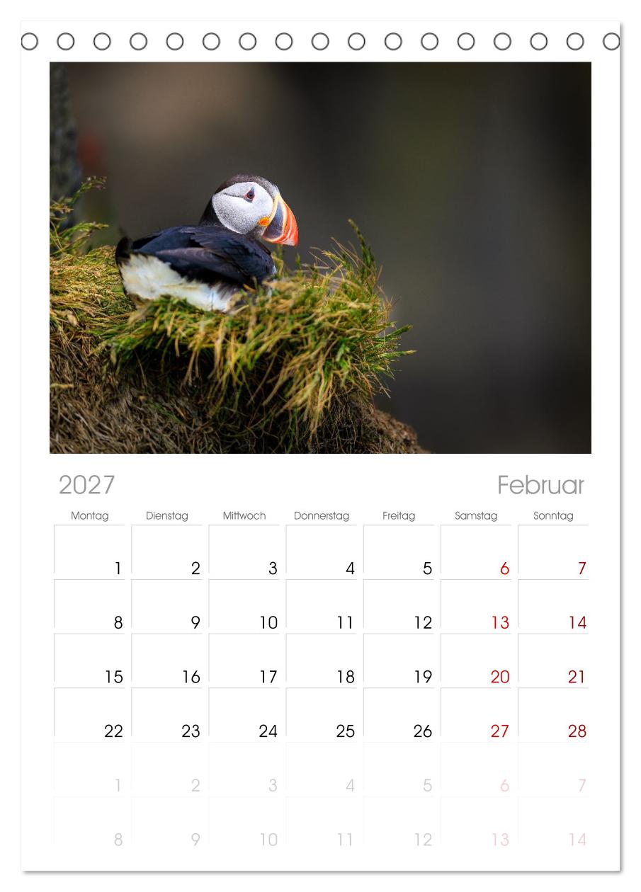 Puffins - Papageientaucher auf Island