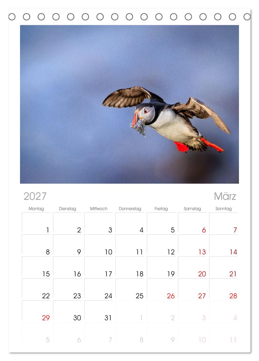 Puffins - Papageientaucher auf Island