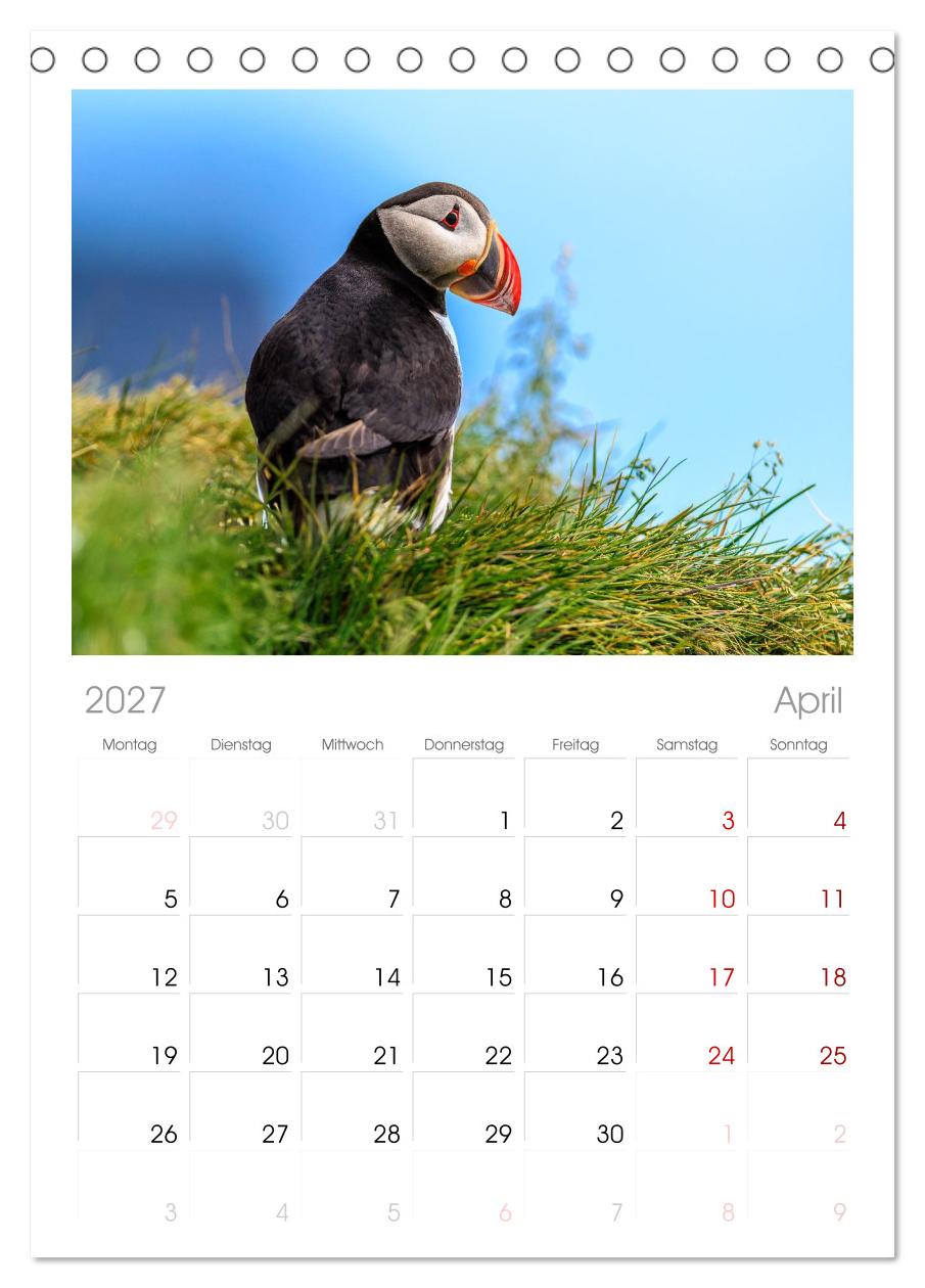 Puffins - Papageientaucher auf Island