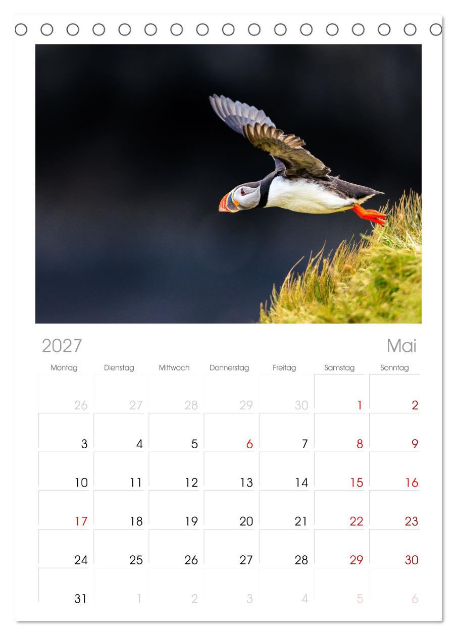 Puffins - Papageientaucher auf Island