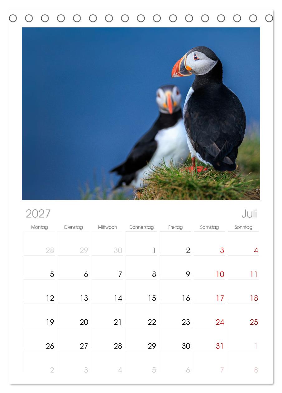 Puffins - Papageientaucher auf Island