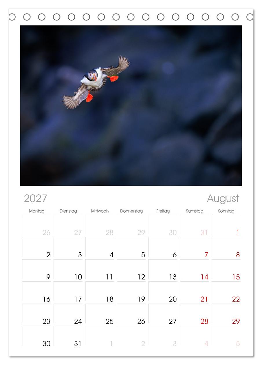 Puffins - Papageientaucher auf Island