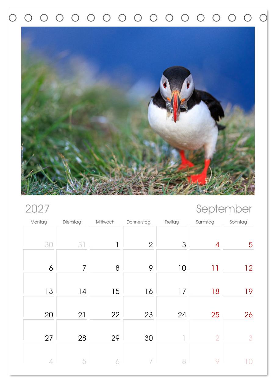 Puffins - Papageientaucher auf Island