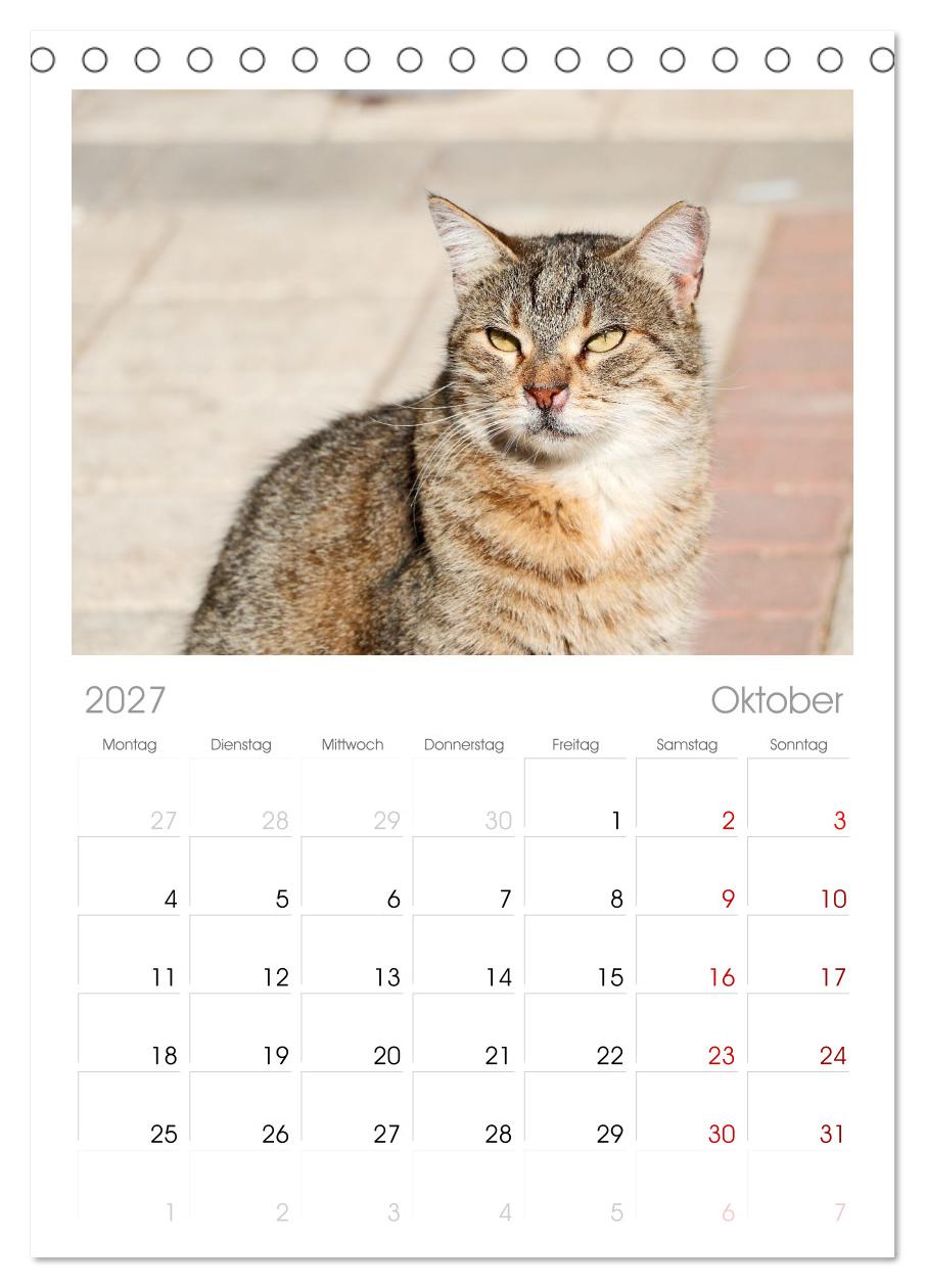 Die Izmir Katzen