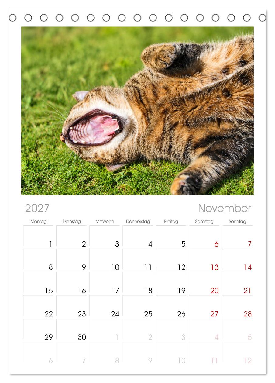 Die Izmir Katzen