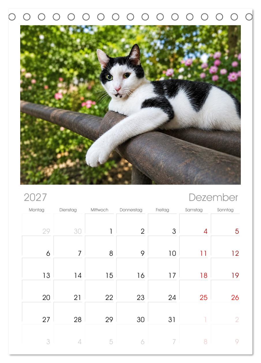 Die Izmir Katzen