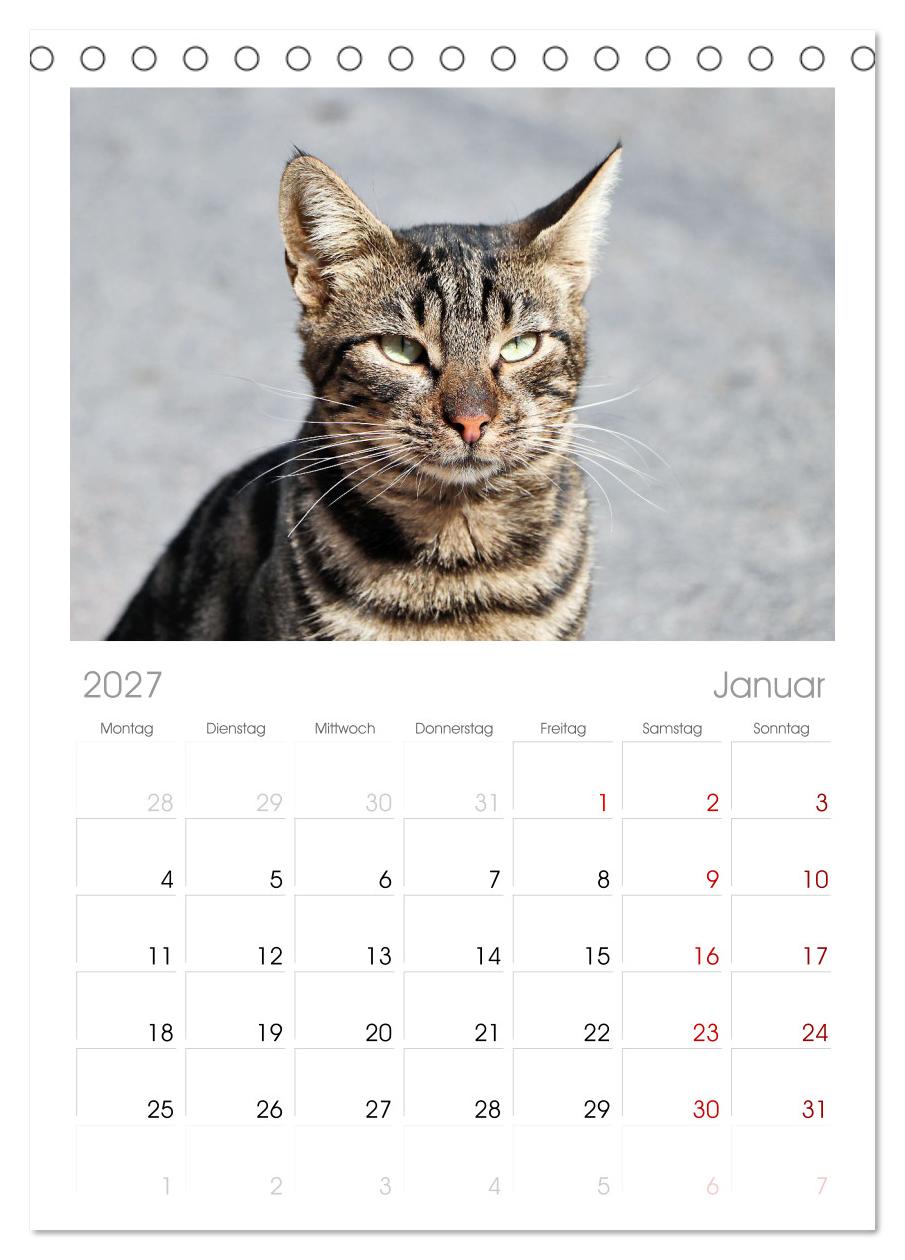 Die Izmir Katzen