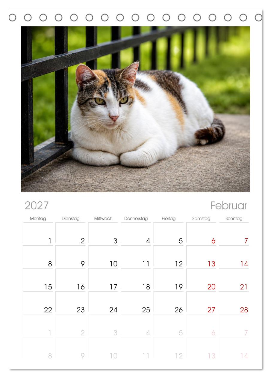 Die Izmir Katzen