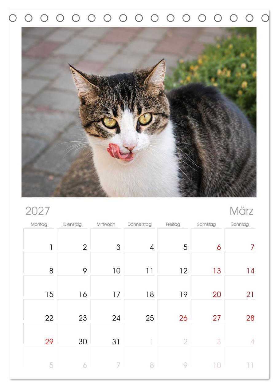 Die Izmir Katzen