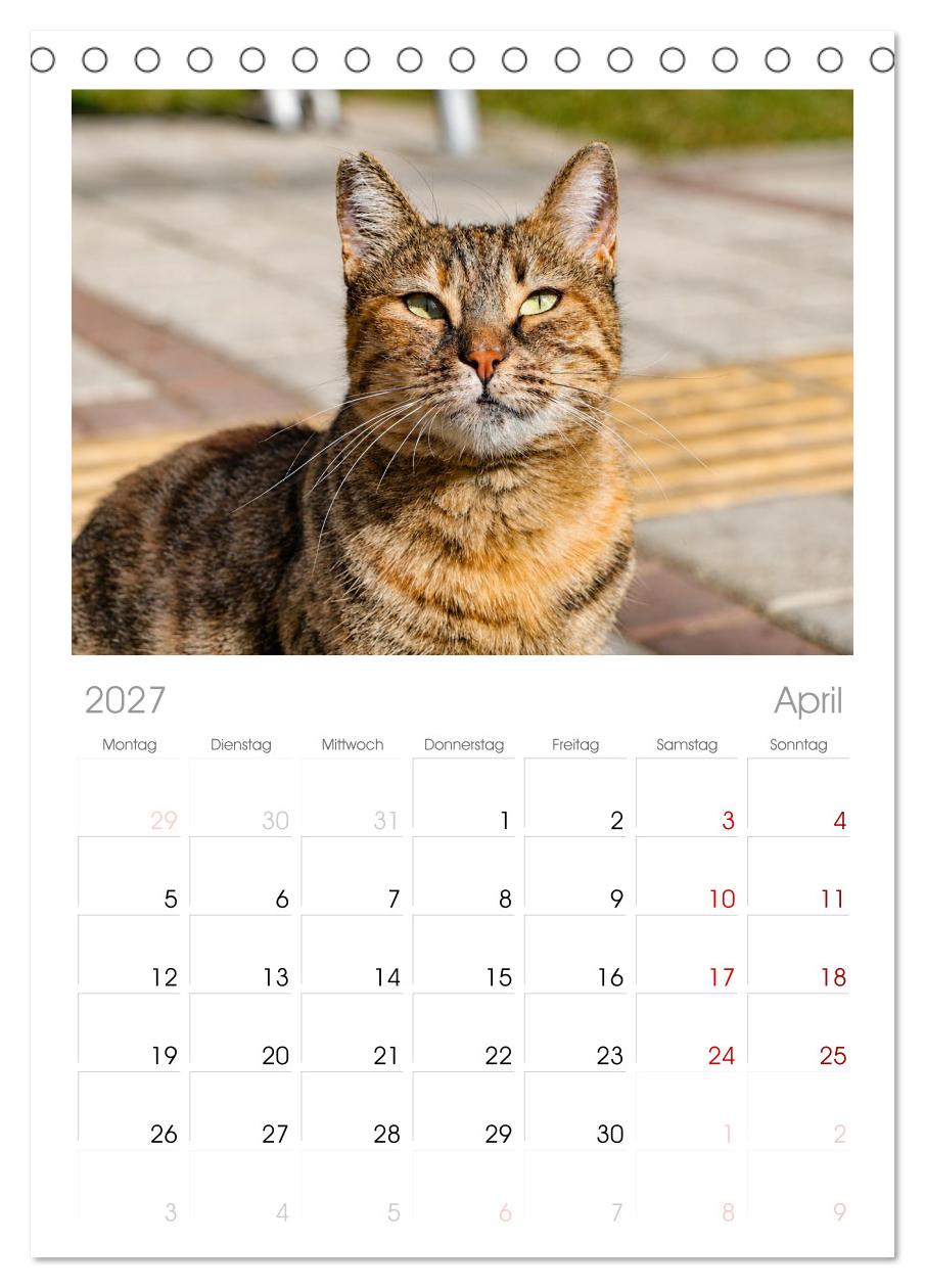 Die Izmir Katzen