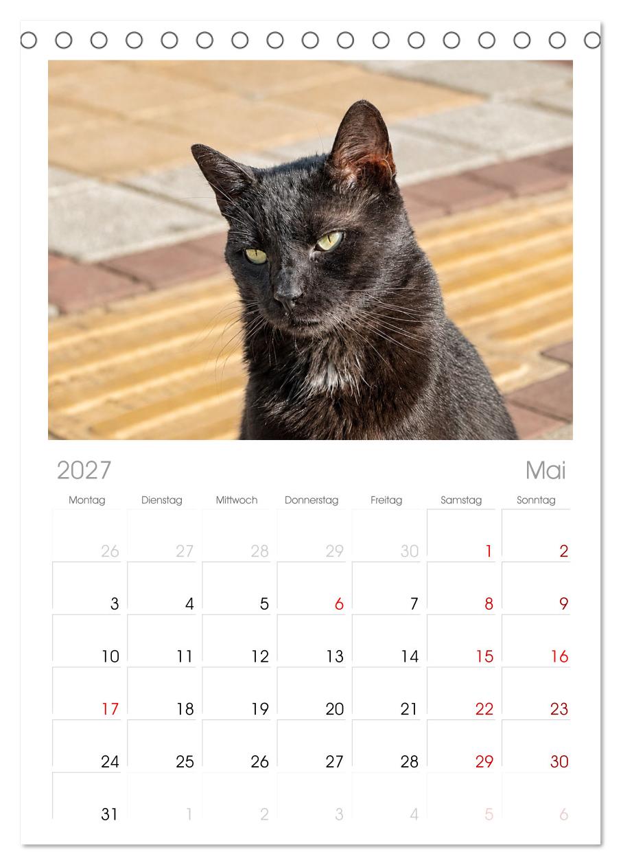 Die Izmir Katzen