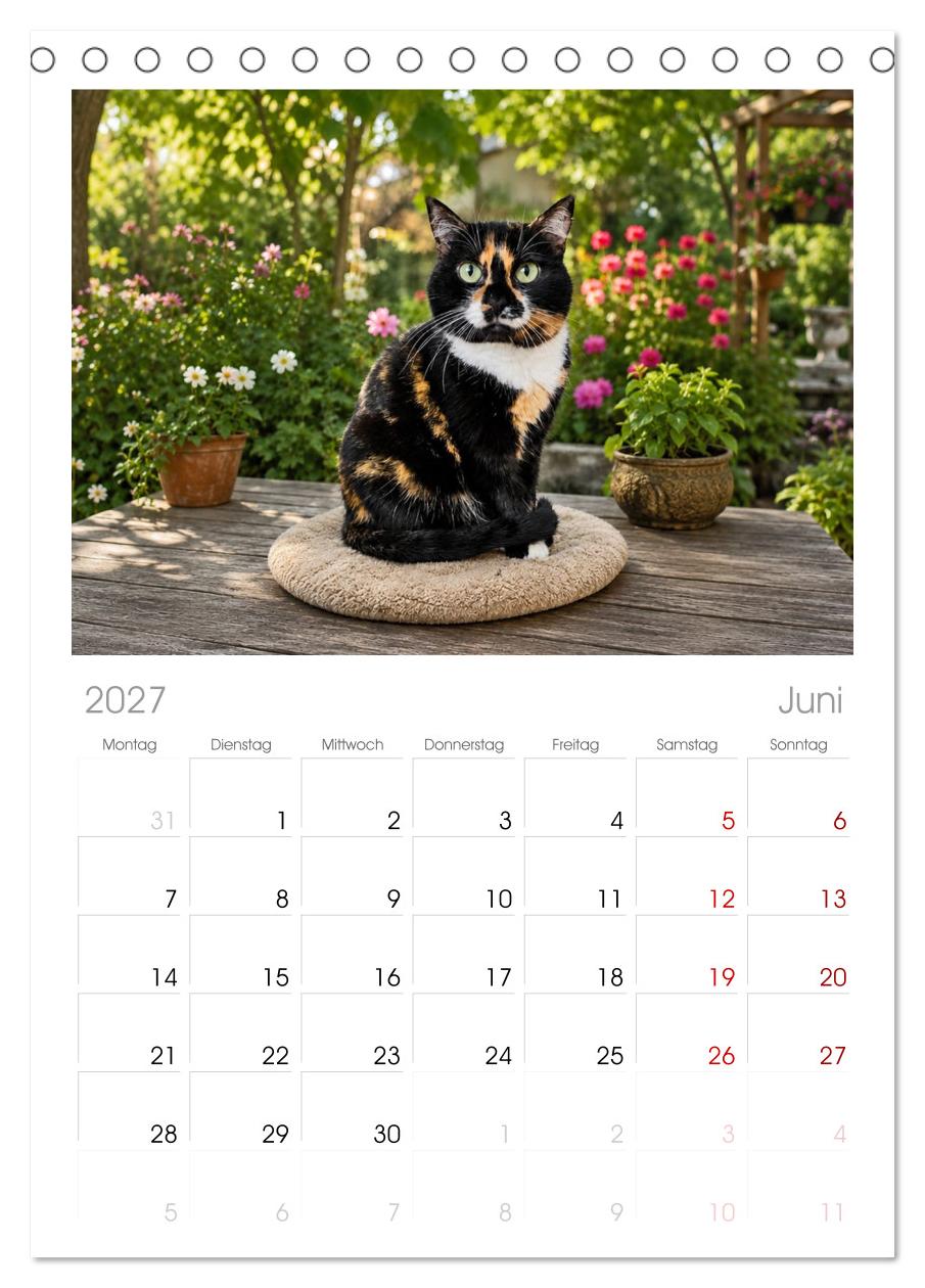 Die Izmir Katzen