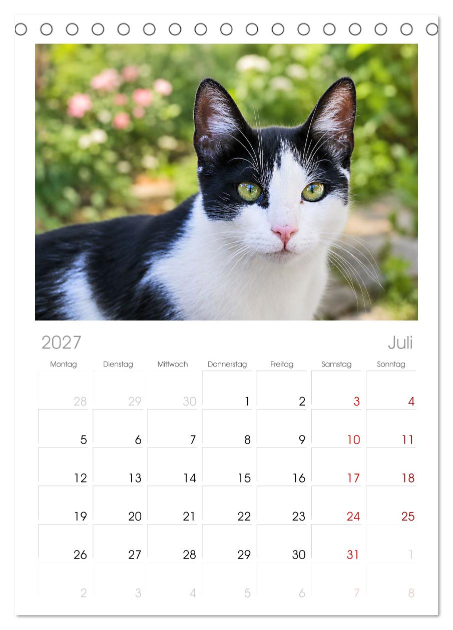 Die Izmir Katzen