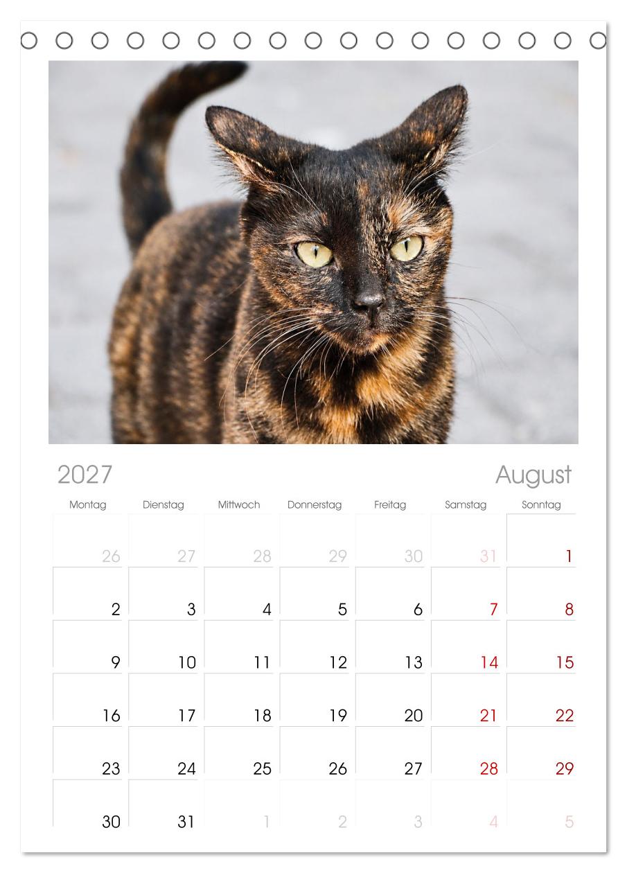 Die Izmir Katzen