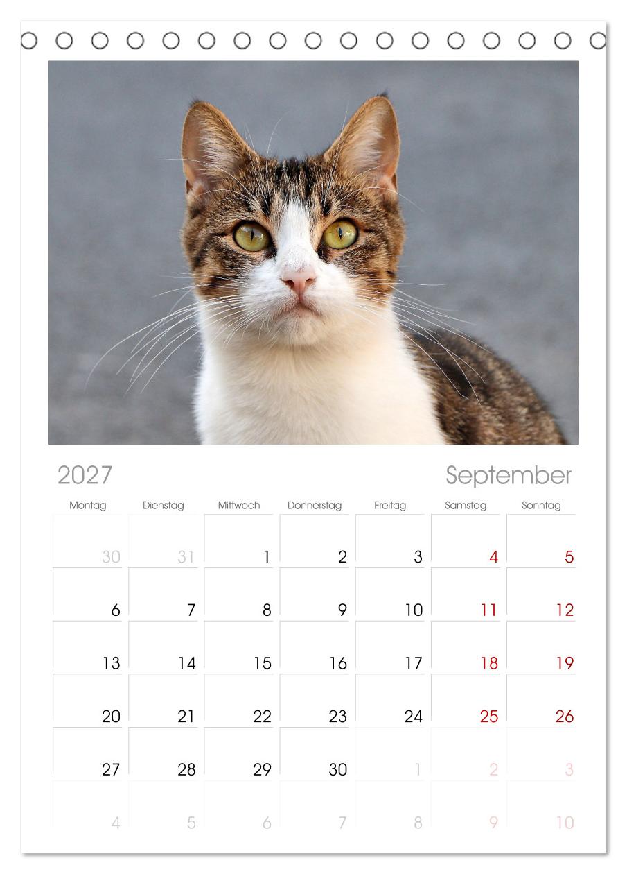 Die Izmir Katzen