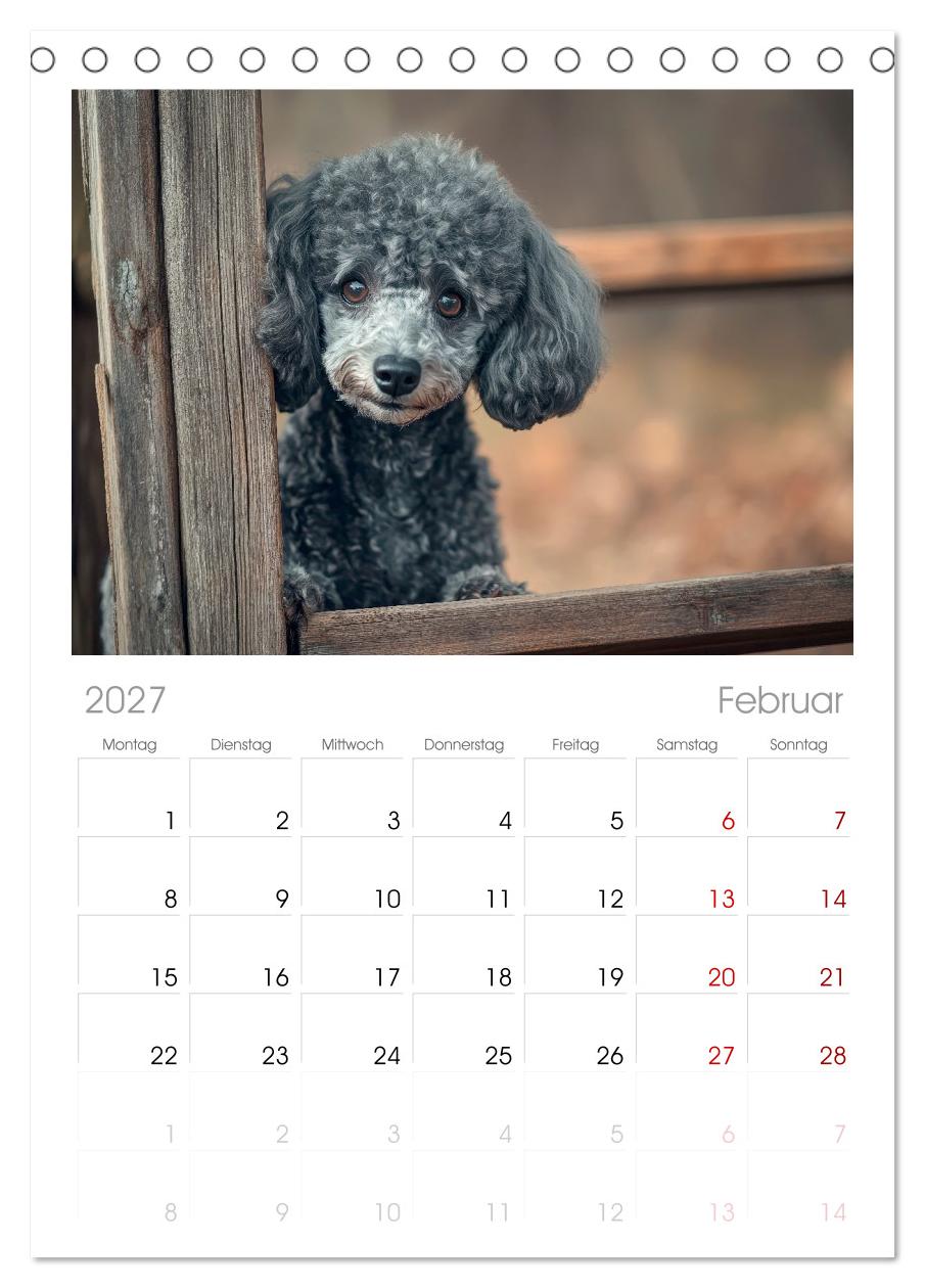Lieblingshund Pudel