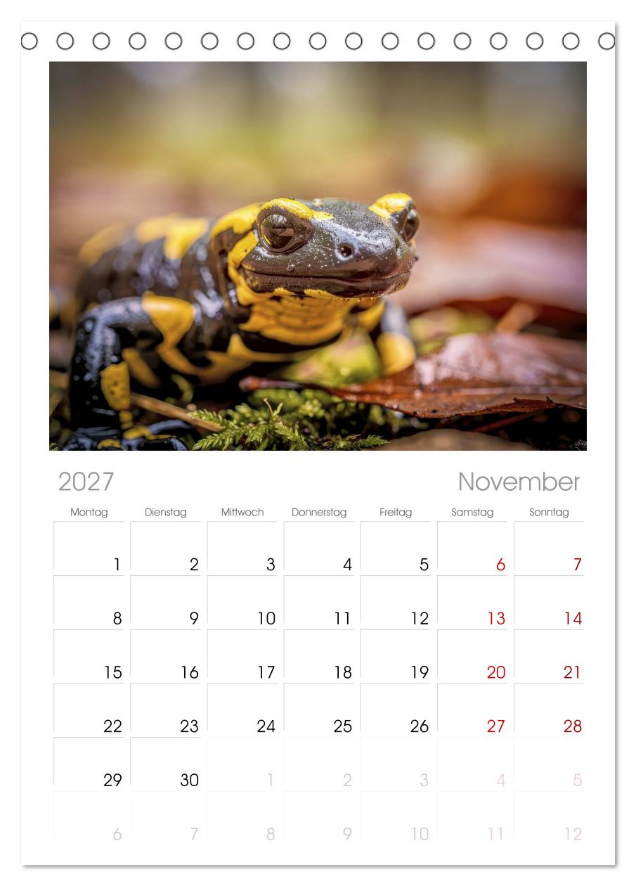 Feuersalamander – Juwel des Waldes