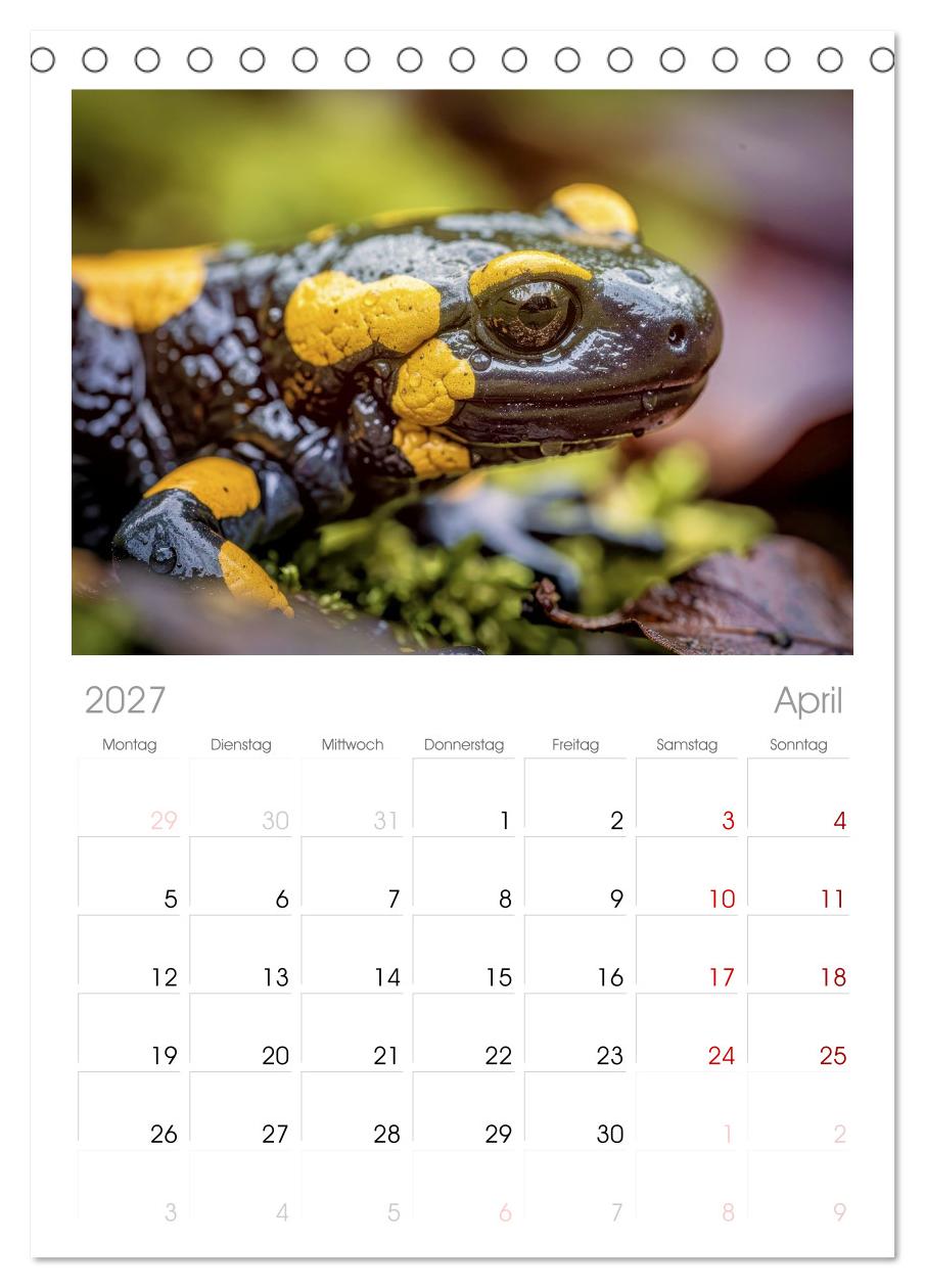 Feuersalamander – Juwel des Waldes