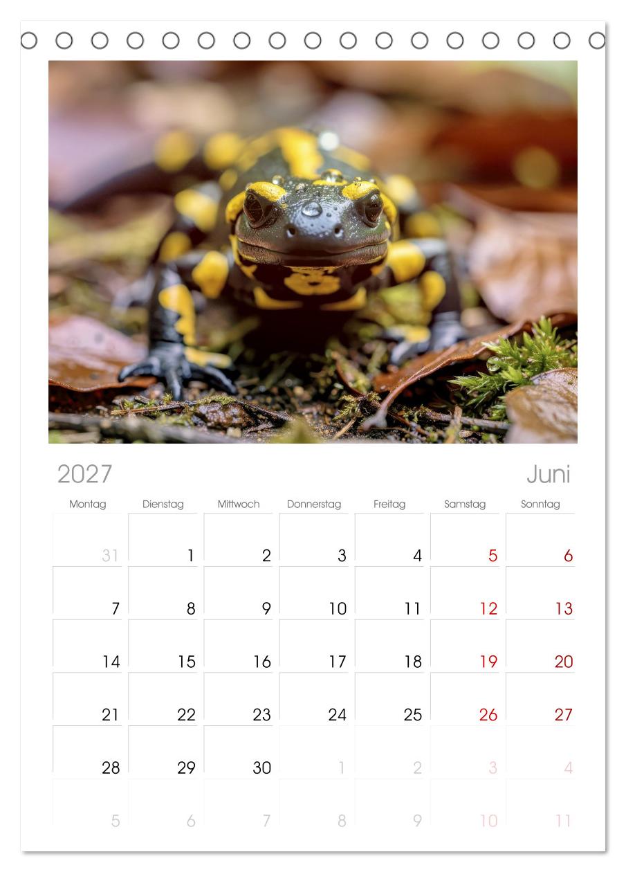 Feuersalamander – Juwel des Waldes