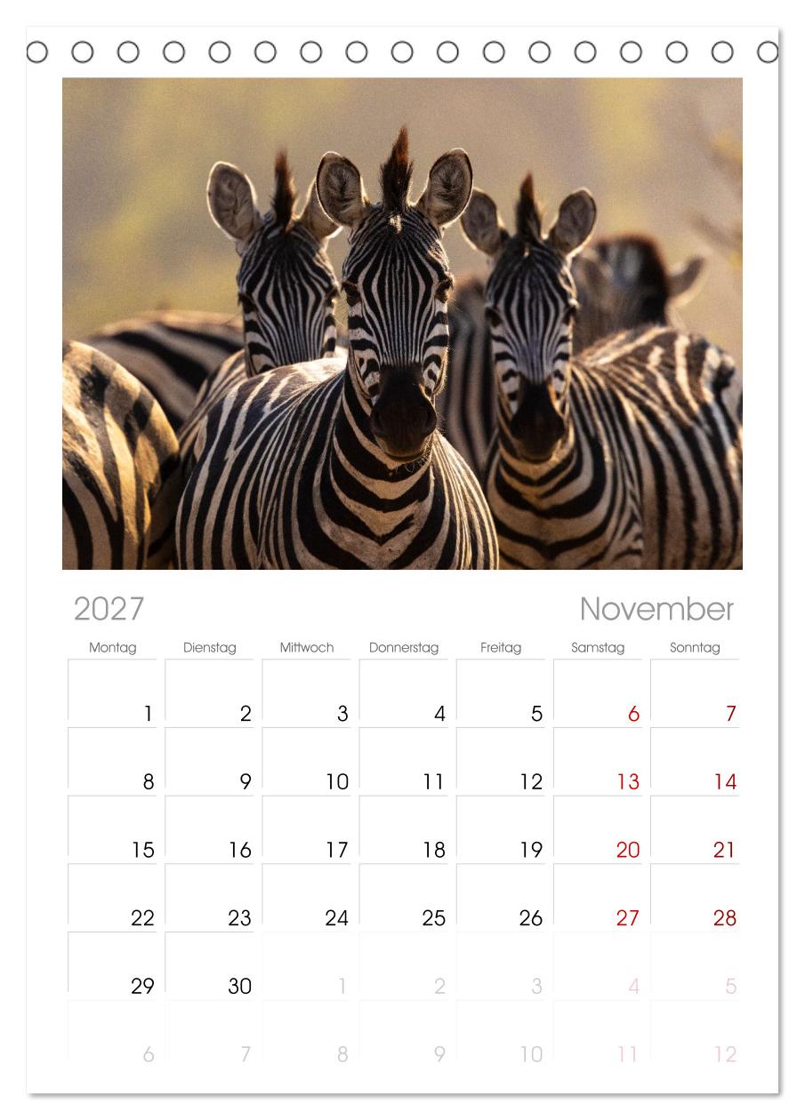 Komm mit auf Safari! Botswana und Südafrika
