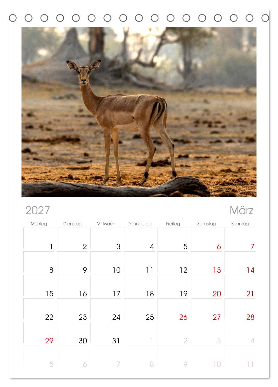 Komm mit auf Safari! Botswana und Südafrika