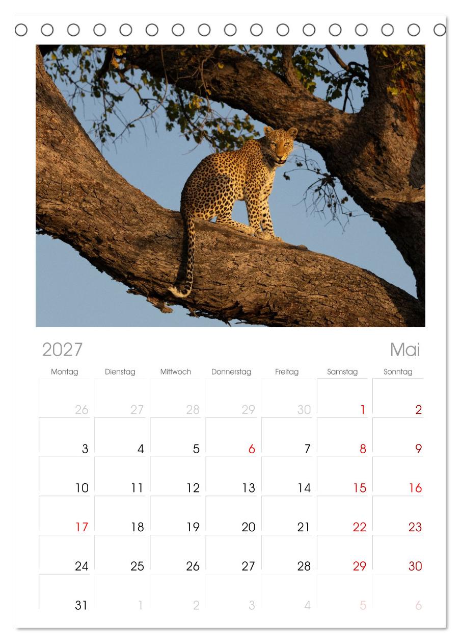 Komm mit auf Safari! Botswana und Südafrika