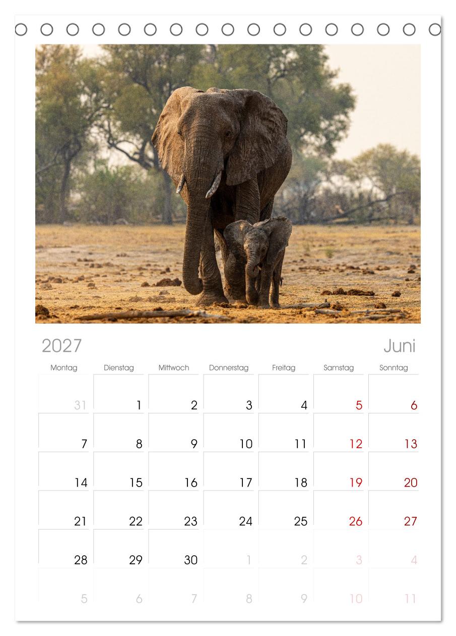 Komm mit auf Safari! Botswana und Südafrika