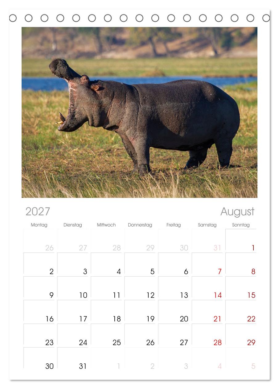 Hippos - Gefährliche Giganten