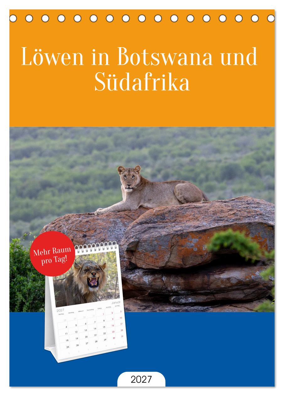 Löwen in Botswana und Südafrika