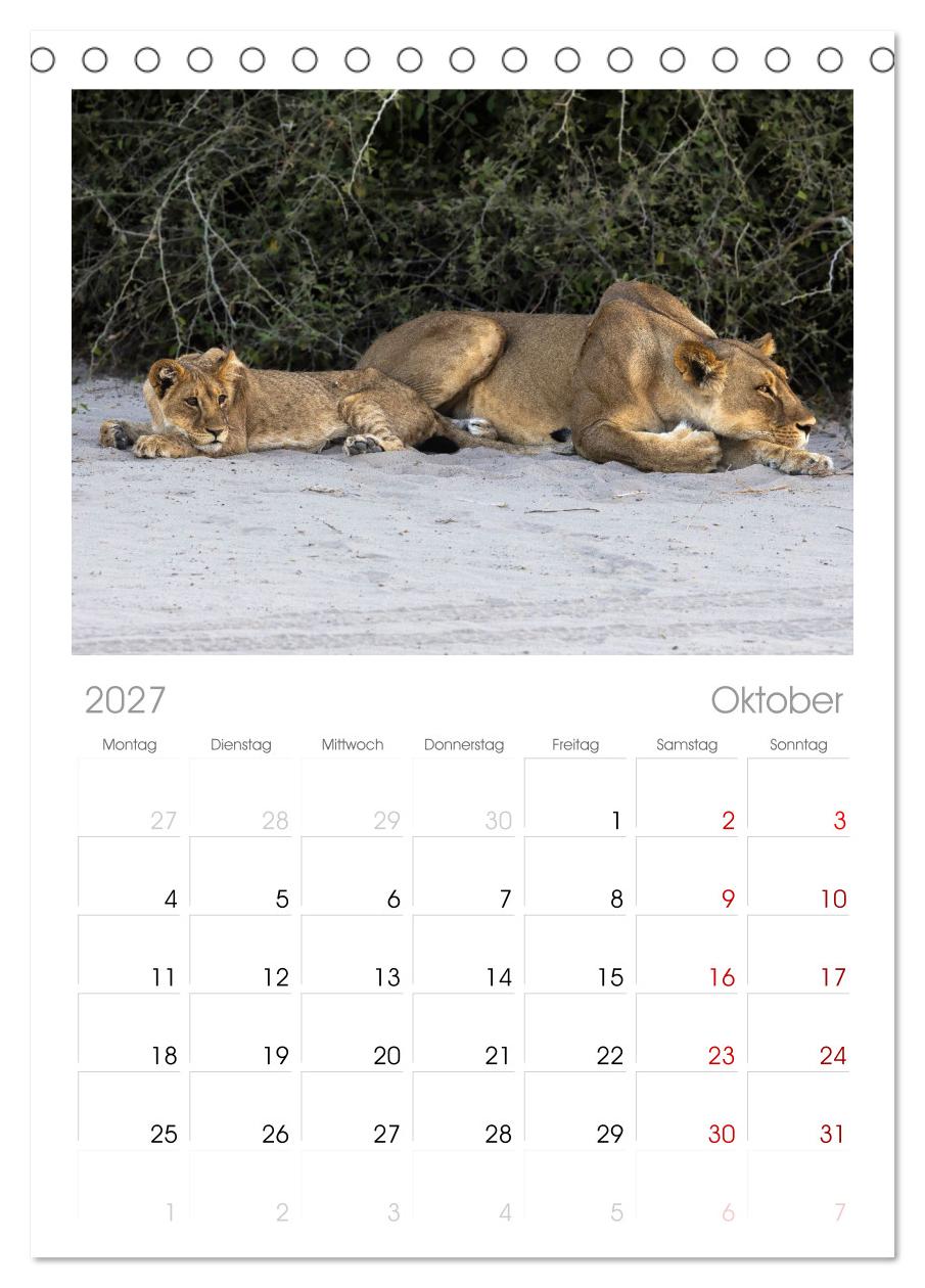 Löwen in Botswana und Südafrika