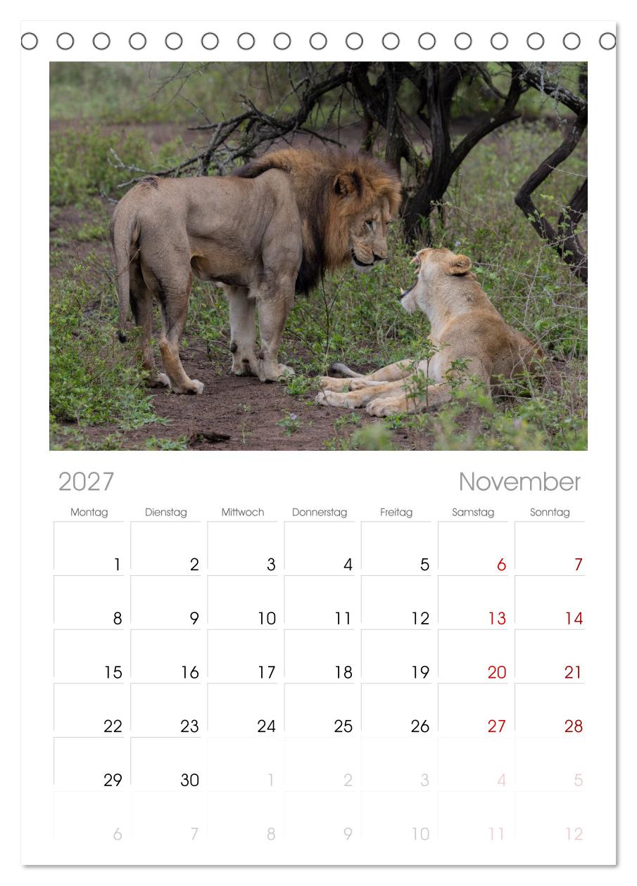 Löwen in Botswana und Südafrika