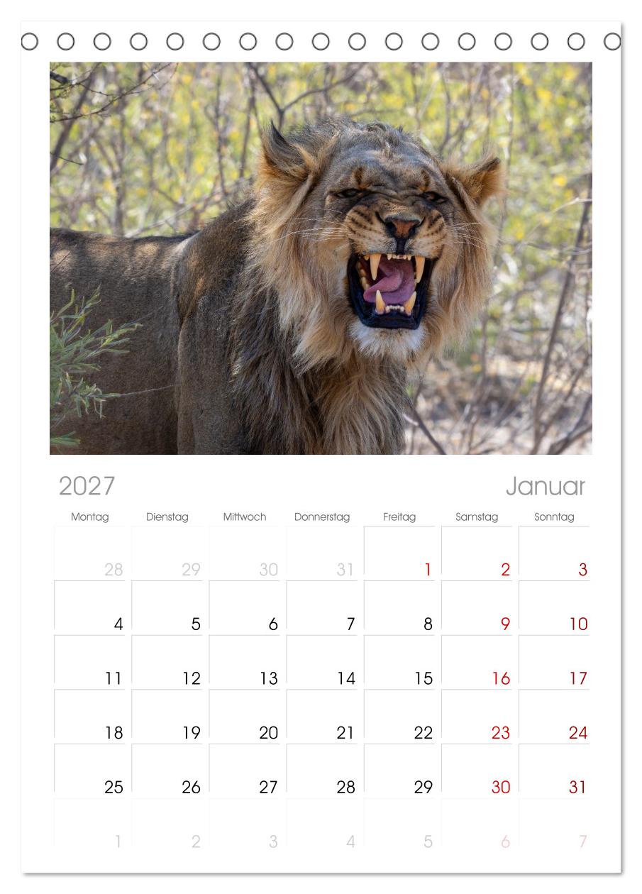 Löwen in Botswana und Südafrika